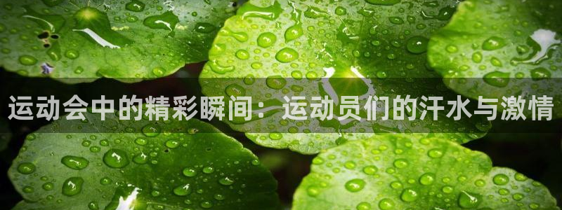 运动会中的精彩瞬间：运动员们的汗水与激情